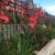 Profile picture of Wivey Guerrilla Gardeners